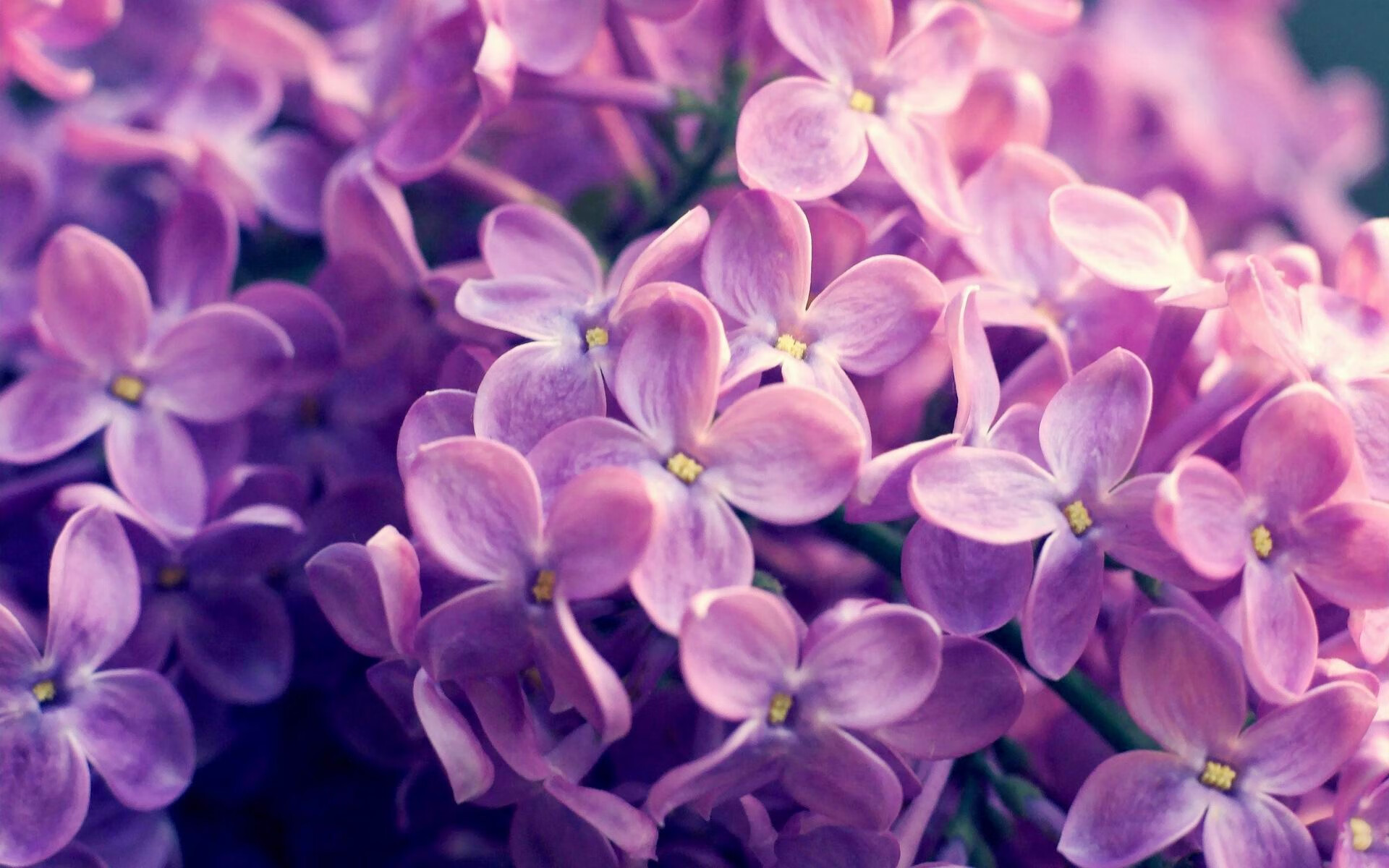 F1绿色赛场：环保行动响应全球号召，绿色f1赛车的图片