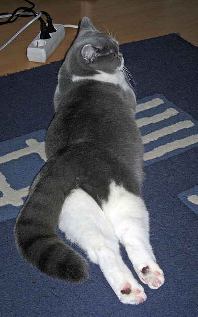 CNN头条:冬奥最具冲击力球队——来自西非的雄狮,冬奥会非洲选手