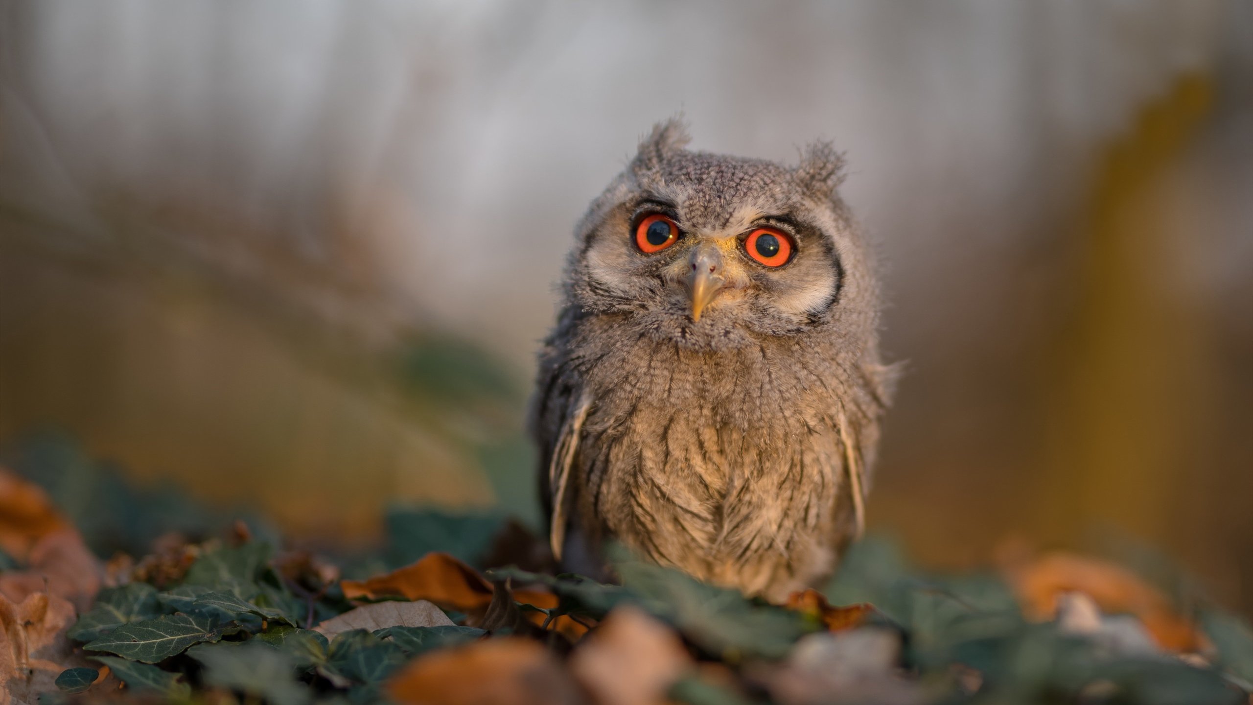 _城市灯光跑：闪耀夜晚的运动盛宴_，城市灯光夜景说说心情短语