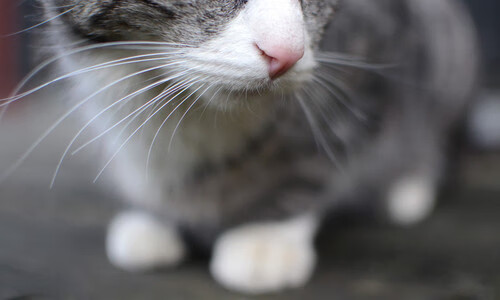 《Uzi：劈波斩浪，从未止步的电竞梦想》