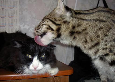 爱游戏电竞官网-中国篮球历史上最具纪念意义的瞬间回顾，中国篮球成就