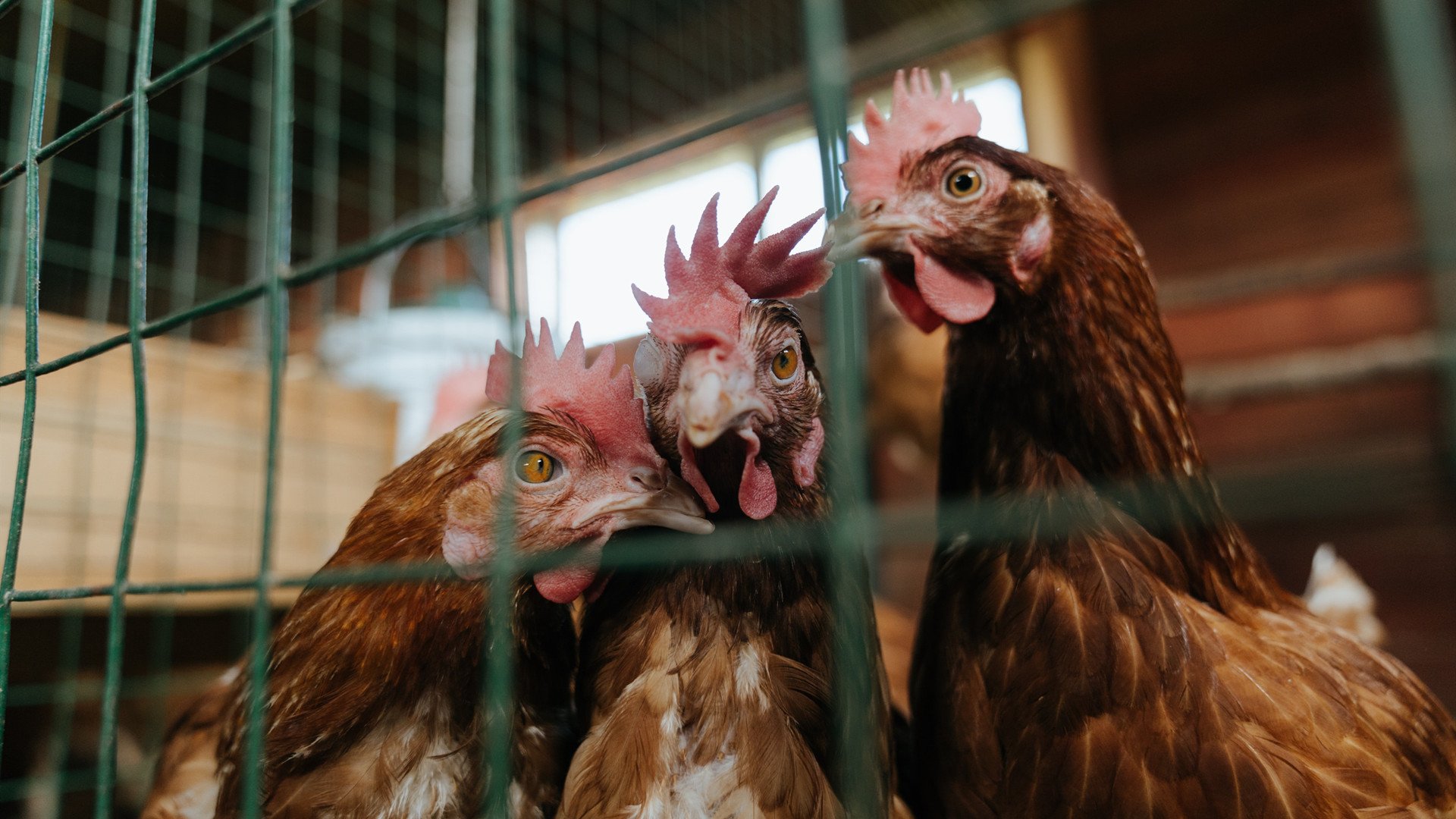 中国篮球历史上最具纪念意义的瞬间回顾,中国篮球成就