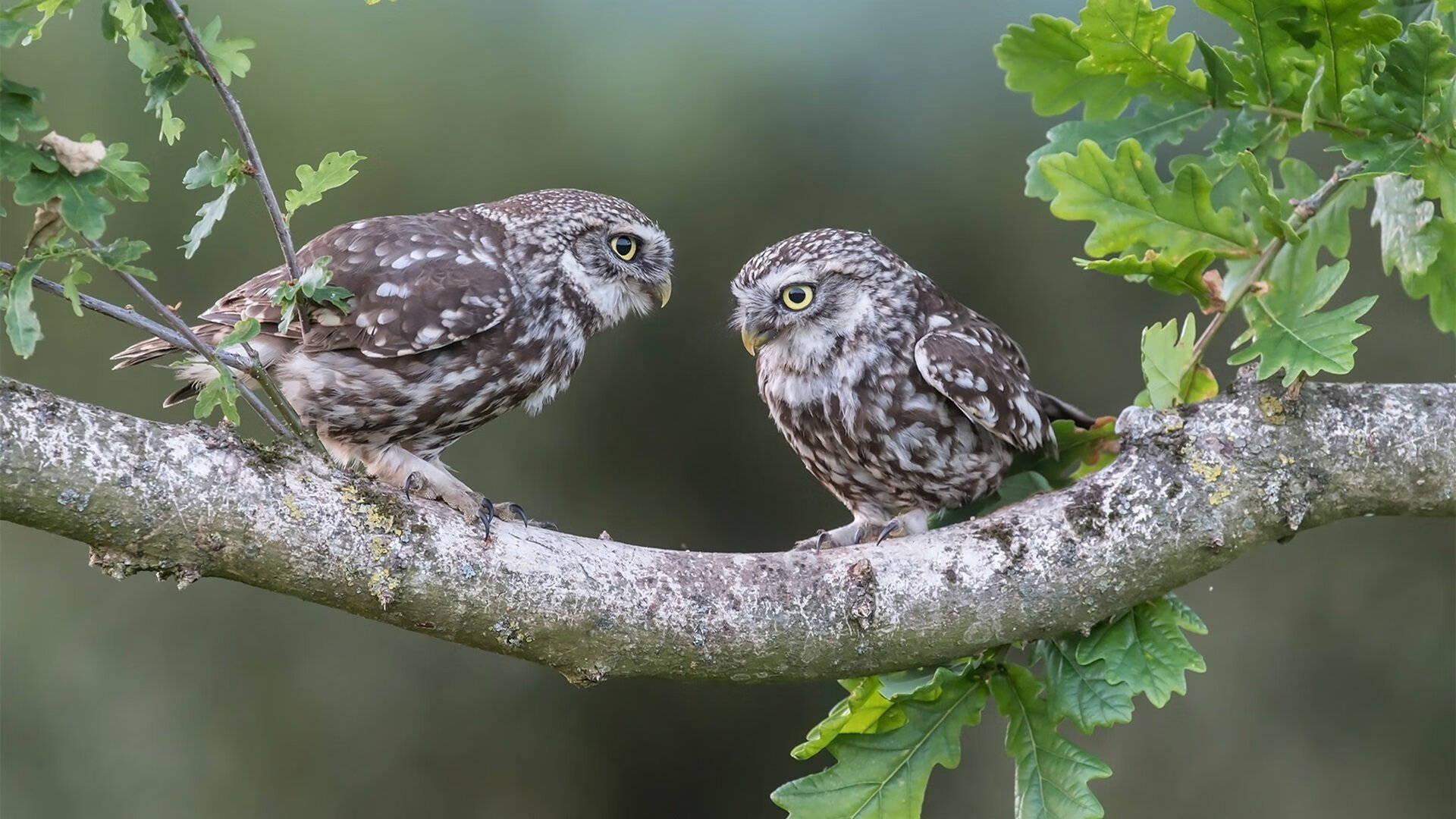 爱游戏登录入口-法甲巴黎圣日耳曼主场优势明显，巴黎圣日耳曼几次法甲冠军