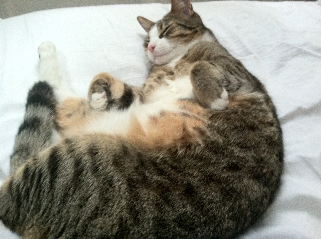 爱游戏官网-汉诺威士气高涨，连续获胜，汉诺威有限公司