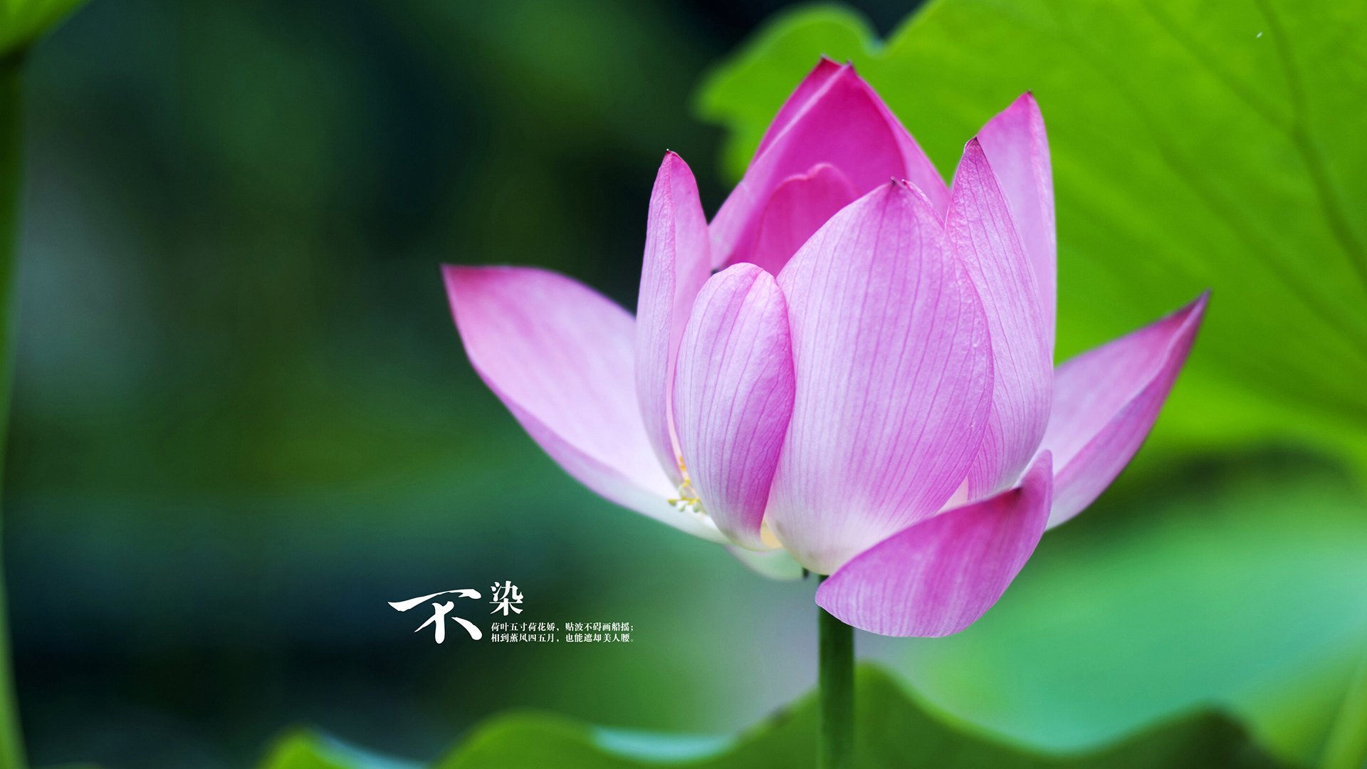 纪念伟大：经典球员的专属荣誉展，纪念伟大的英雄简谱