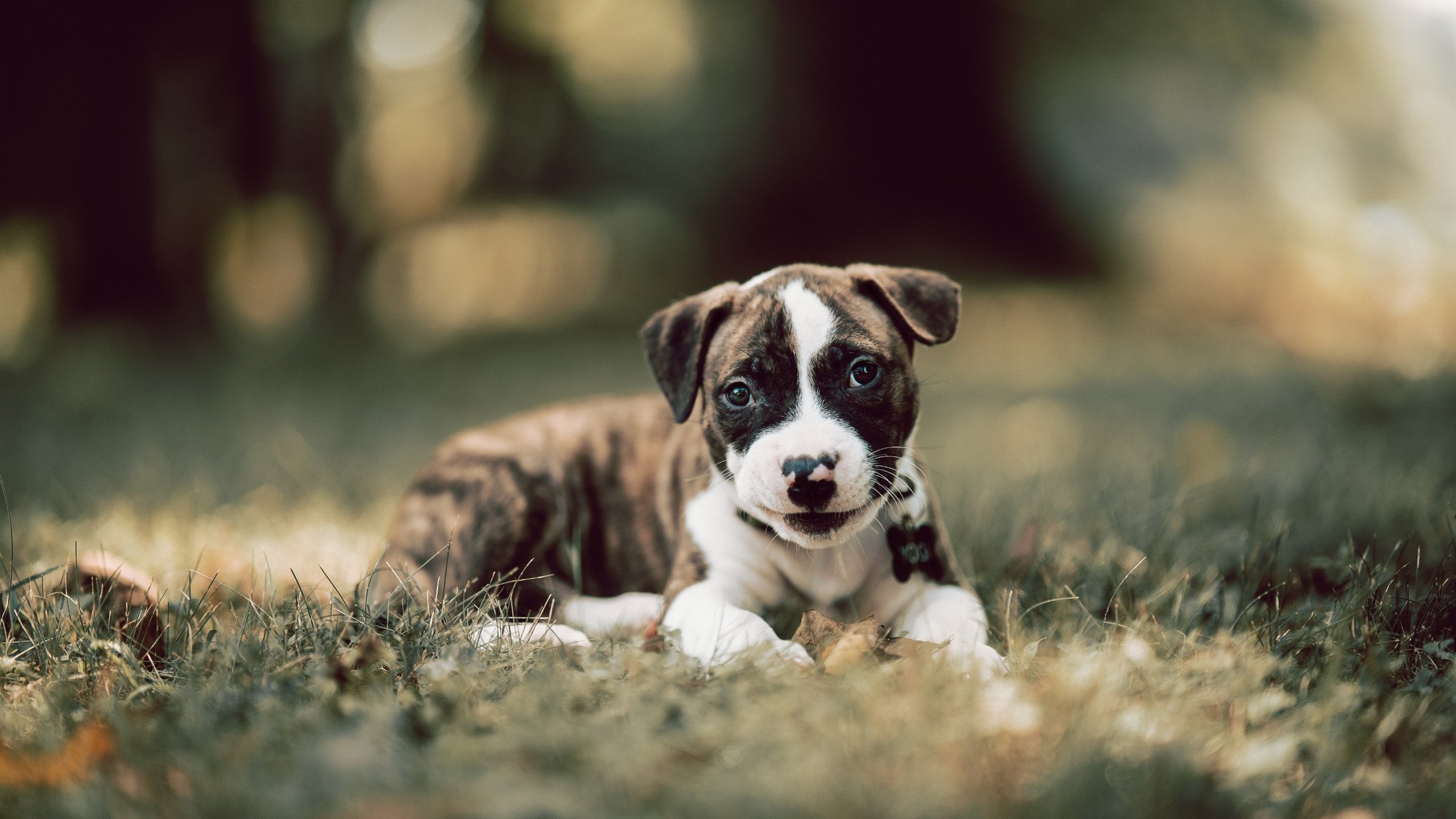 爱游戏官方网站-青少年裁判员“云端课程+实战演练”双提升培训体系全国铺开，裁判培训班