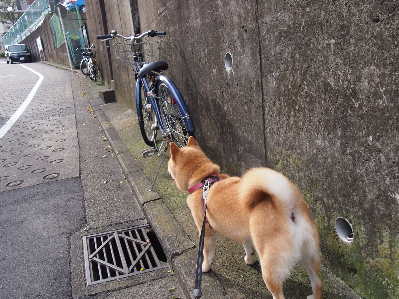 爱游戏体育APP下载-亚洲篮球联赛技术与战术创新，亚洲篮球赛事有哪些