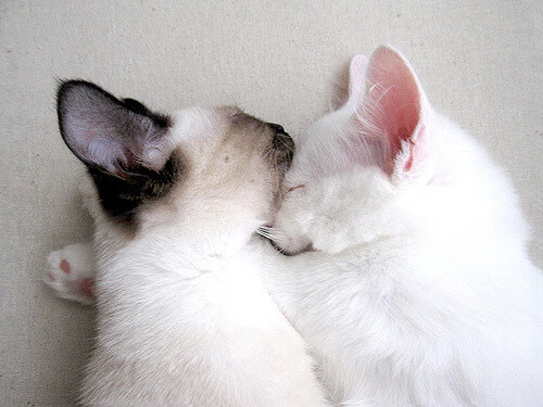 爱游戏体育平台-北京国安连续多场保持零封，北京国安最新引援消息