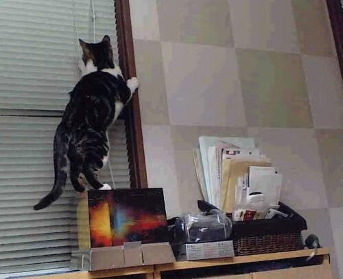 女足世界杯阵容最终确定，备战进入冲刺，女足世界杯小组