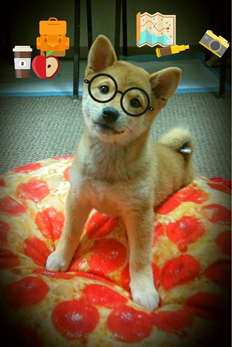 拜仁慕尼黑主场4-0大胜斯图加特,进攻火力全开,拜仁慕尼黑vs斯图加特视频直播