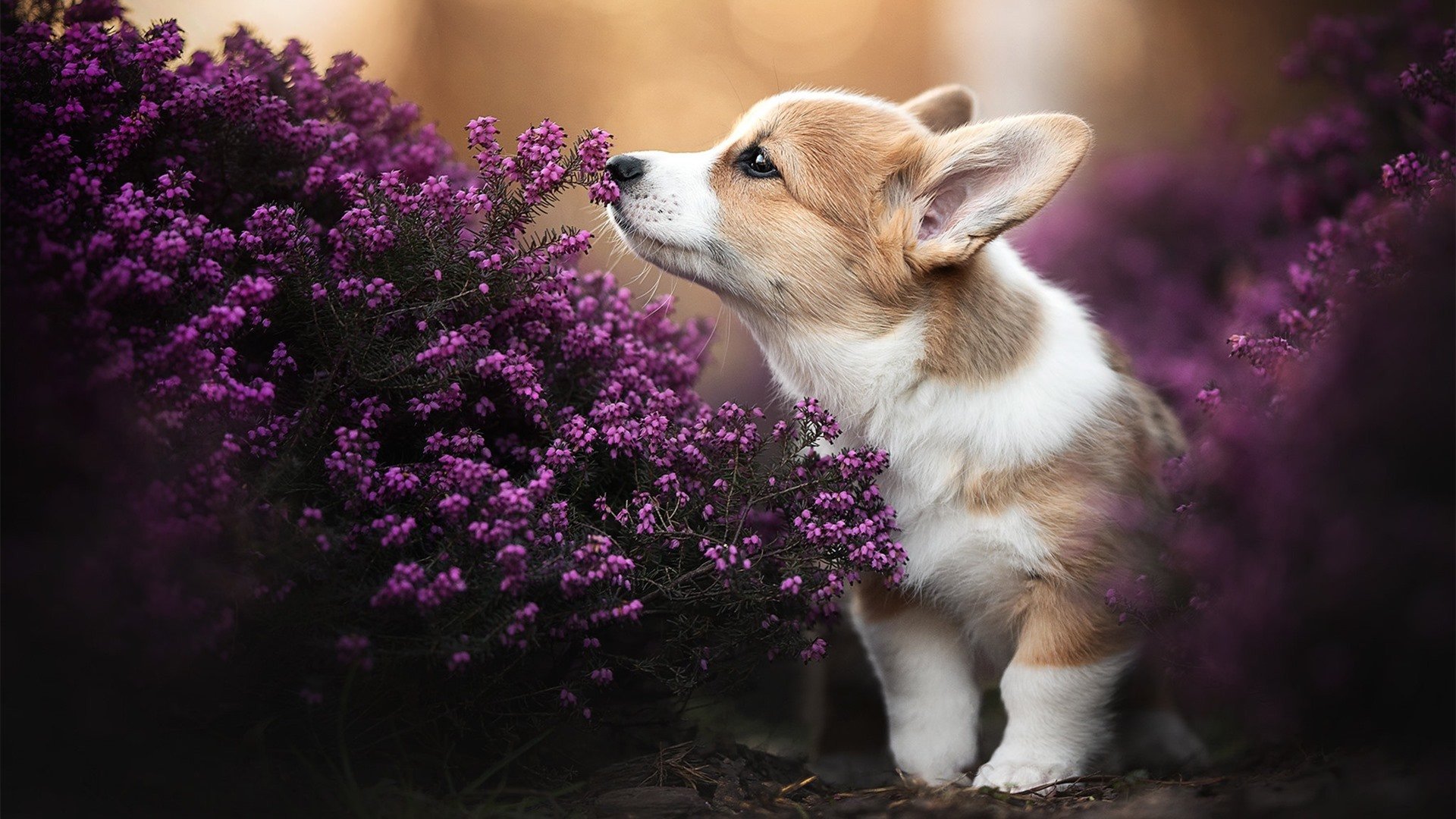 AYX GAME-汉诺威面对灾难，对手法兰克福如虎添翼，汉诺威官方网站