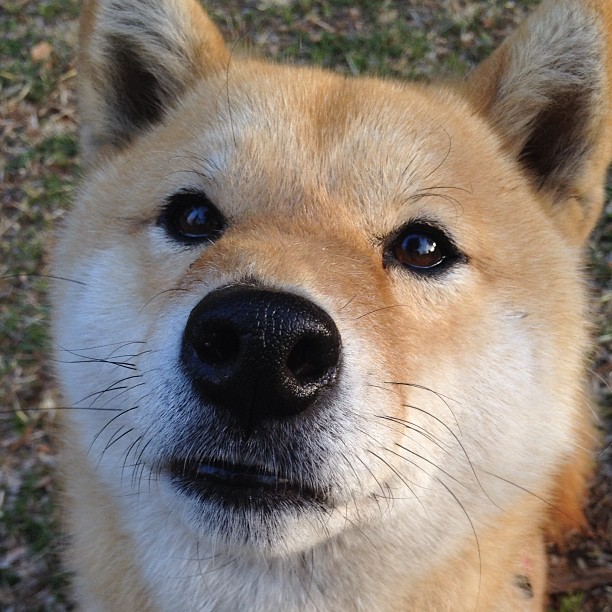 狼队痛失客场胜机,遗憾错失三分,狼队qg