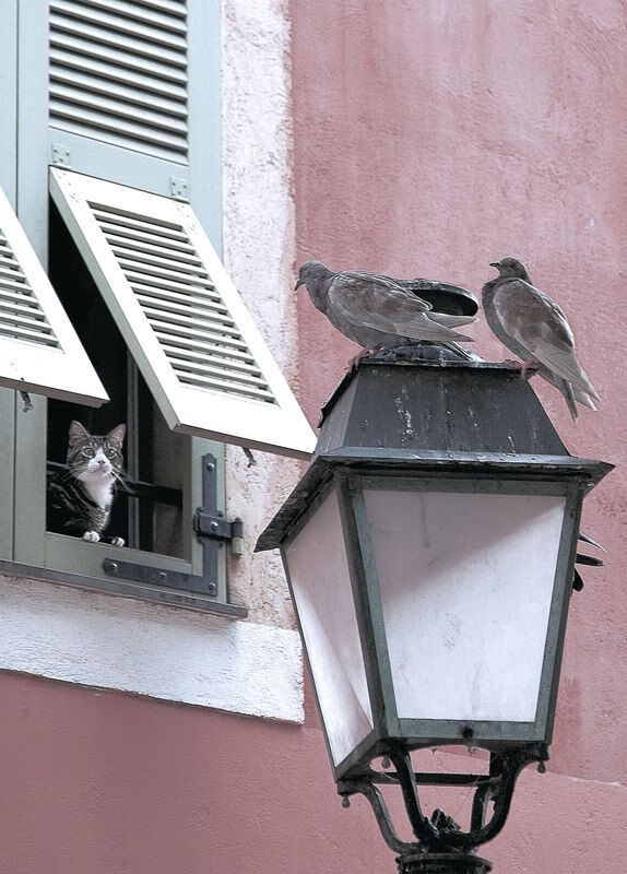 独行侠队关键球员比赛经验丰富,独行侠队球员名单及年薪