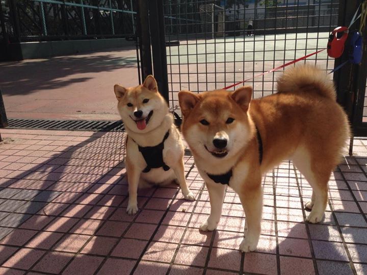 罗马尼亚小将迈向巅峰 欧预赛战绩前途之忧,罗马尼亚队大名单