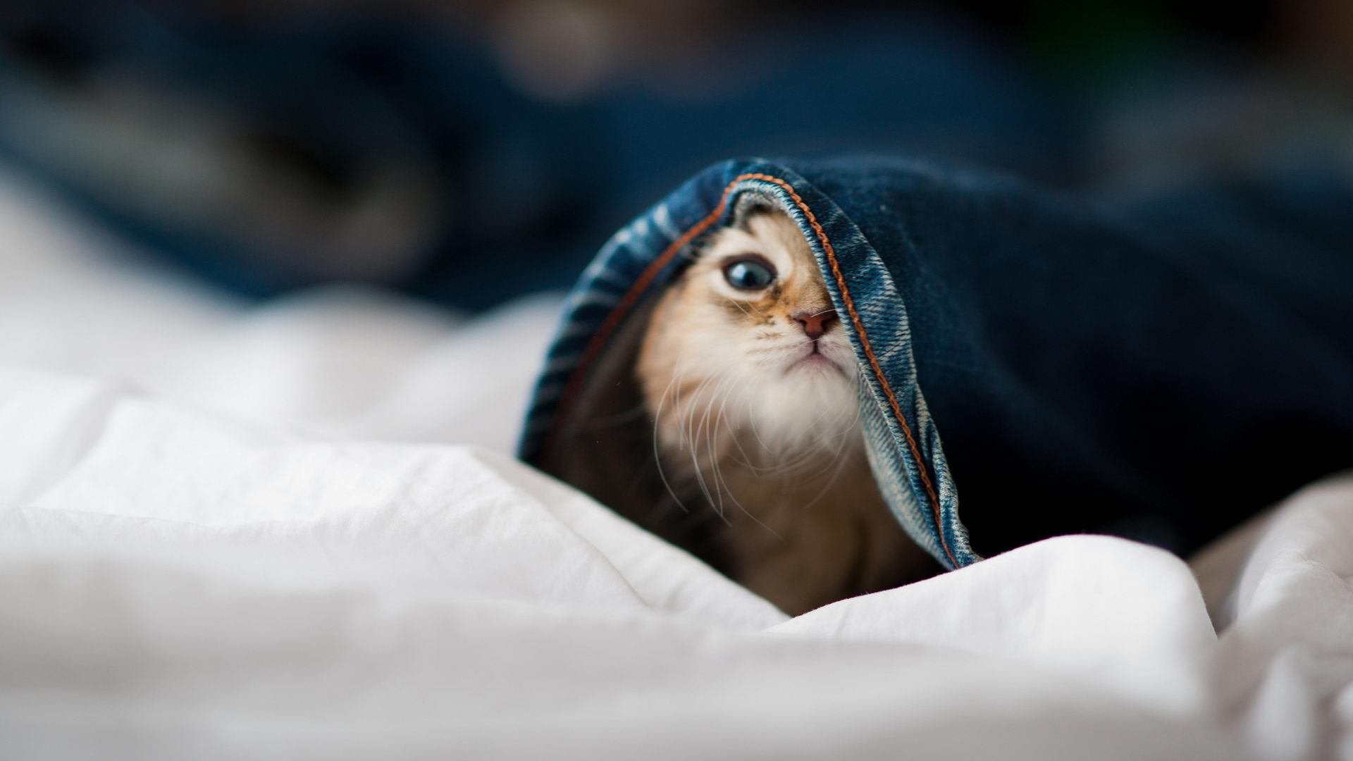 爱游戏娱乐-里昂中场核心发挥稳定，里昂 中场