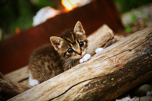体育赛事数字化管理平台设计与开发，体育比赛系统