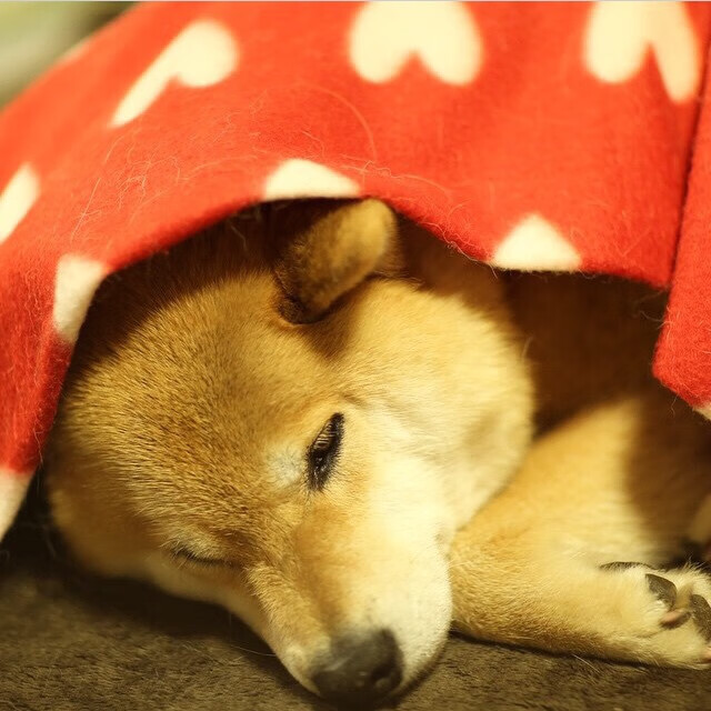 印度乒乓队未来:持续深化技术细节,追求无懈可击,印度乒乓球水平怎么样