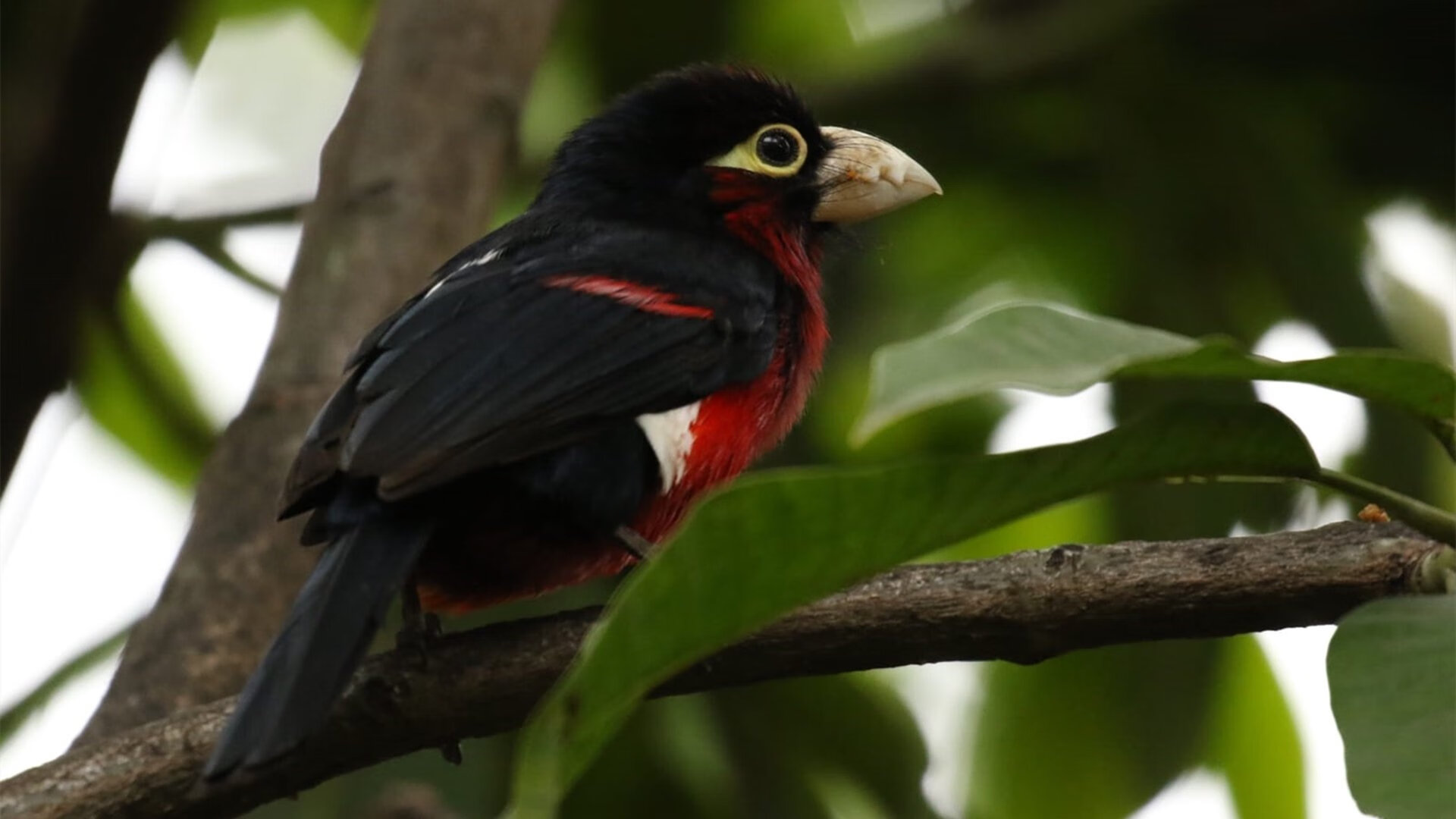 伊朗男篮在亚洲预赛中奋勇争先,目标奥运梦在望,伊朗男篮联赛