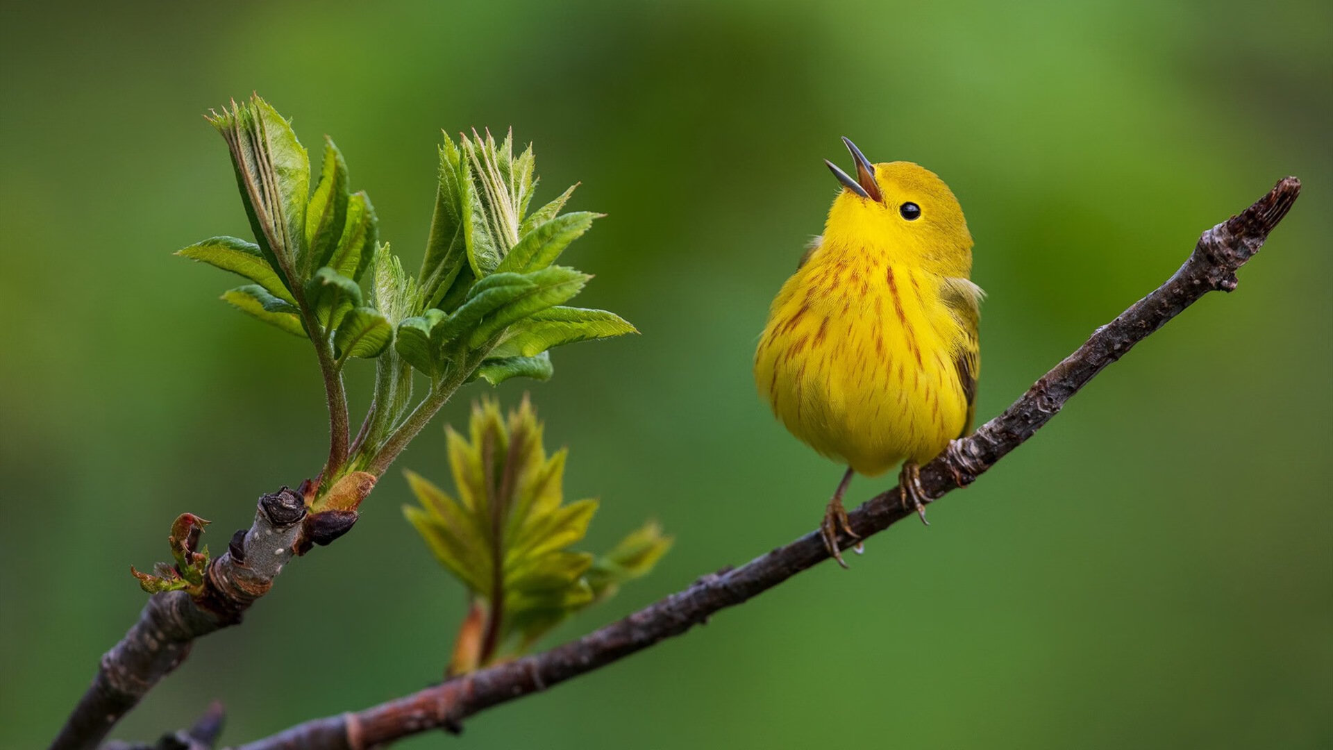 爱游戏娱乐平台-巴黎圣日耳曼稳步推进，法甲榜首位置坚如磐石