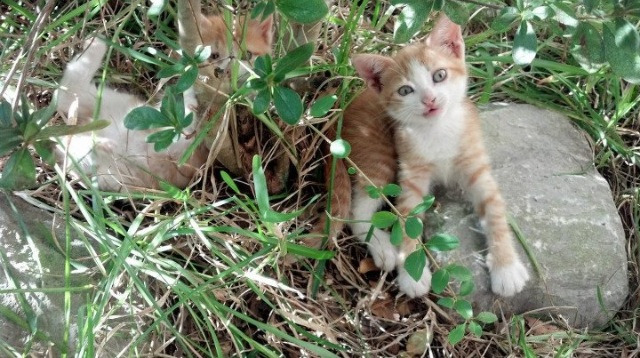 爱游戏在线登录入口-德甲策略刷新：变化多端，精彩纷呈！，德甲规律