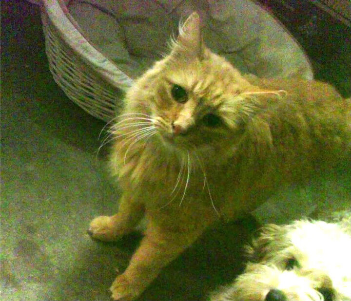 德甲超级攻防:精彩瞬间不断激烈!,德甲战术