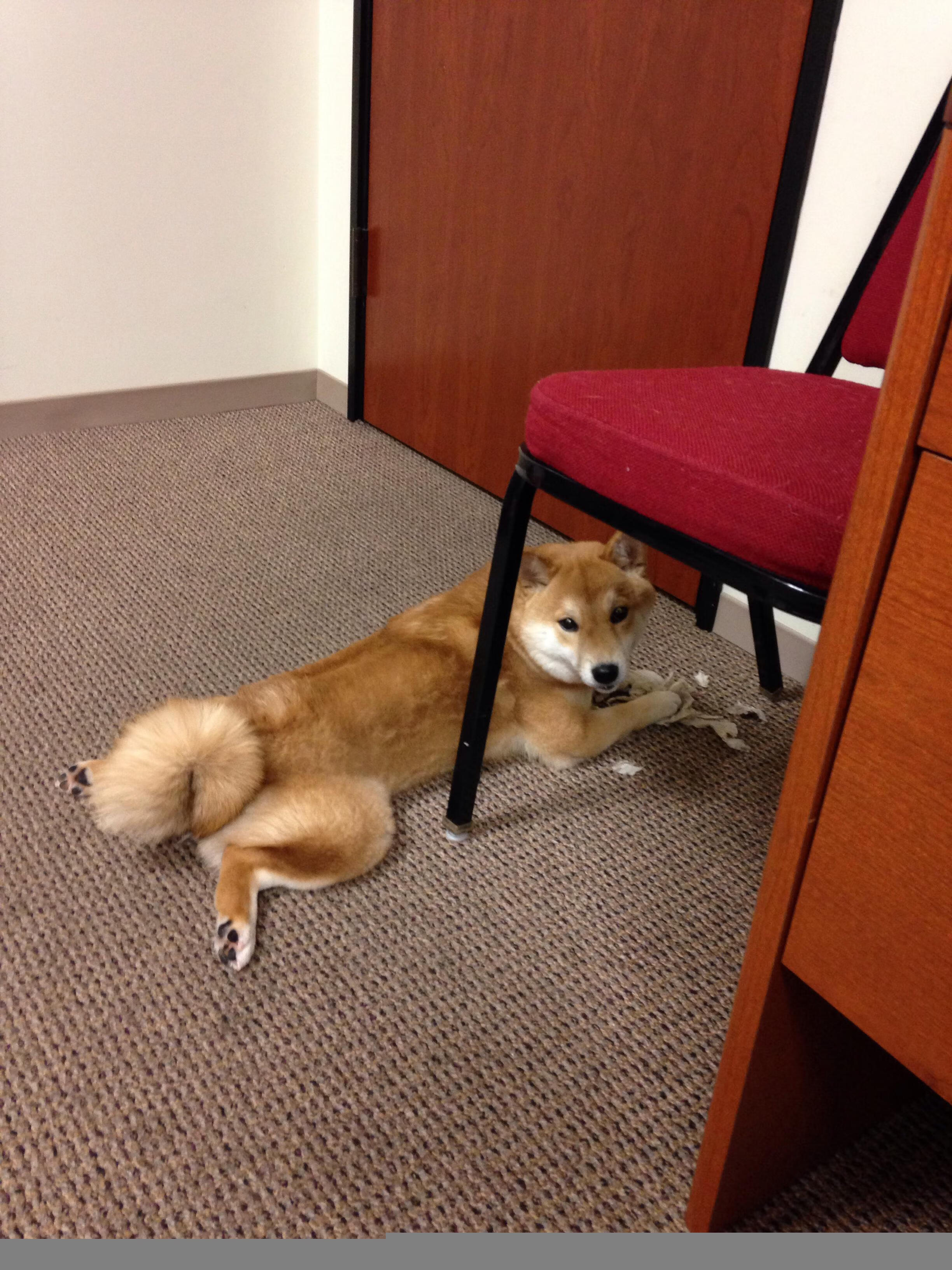 演出式跳水与竞技跳水动作融合优化，跳水表演赛